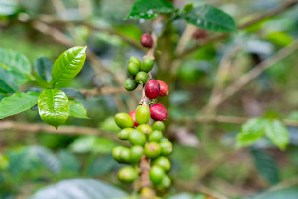 This closeup beautifully showcases the vibrant green leaves and delicate buds of coffee plant, highlighting the rich and diverse biodiversity found within various natural environments, Bali, Indonesia
