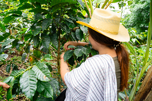 A young woman collecting coffee beans in a coffee harvest