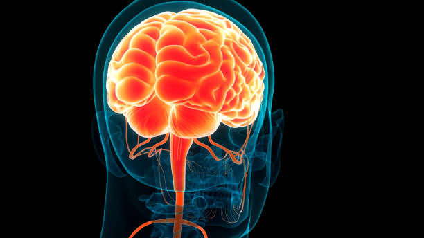 istock Central Organ of Human Nervous System Brain Anatomy 1619645427