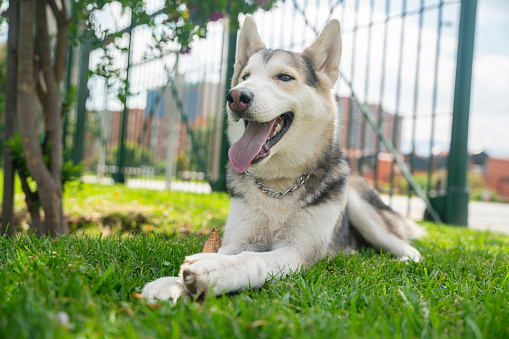 Beauty husky dog smiling playing in the park