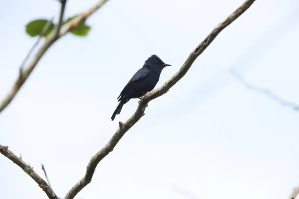 Biak black flycatcher or Biak flycatcher (Myiagra atra) is a species of bird in the family Monarchidae. It is endemic to Biak, Indonesia.