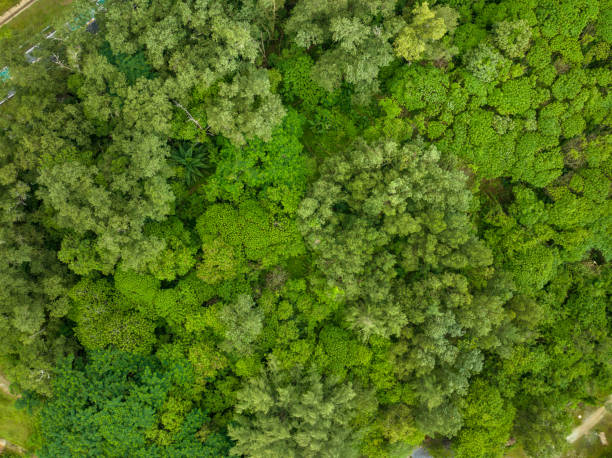 istock Amazing nature top view trees forest background 1619697844