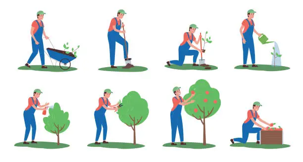 Vector illustration of A set of illustrations of planting and caring for apple trees in stages. Vector, flat. A man carries seedlings in a wheelbarrow, digs a hole, planting a tree, watering, growing and harvesting isolated