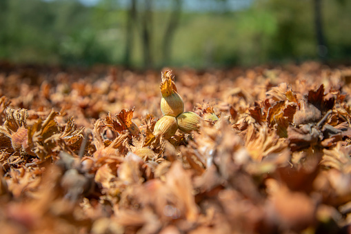 Fresh hazelnuts kept in the sun to be collected and stored