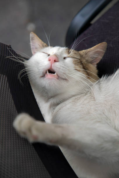 Photo of white cat sleeping on the chair