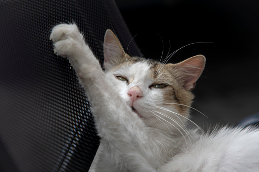 Photo of white cat sleeping on the chair