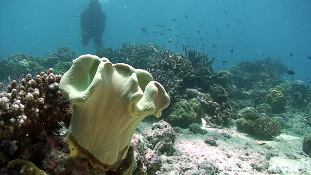 Coral reef biodiversity of Pacific Ocean.