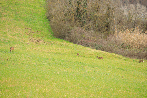 Deer family in the Tuscan field