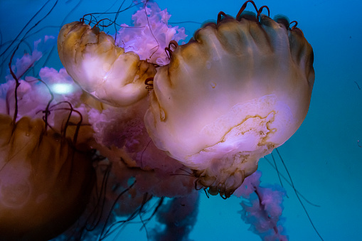 Jellyfish  ,Monochrome