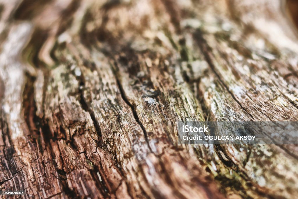 Bark Texture Example Image Botany Tree Bark Texture Stock Photo - Download Image Now - Beauty In Nature ...
