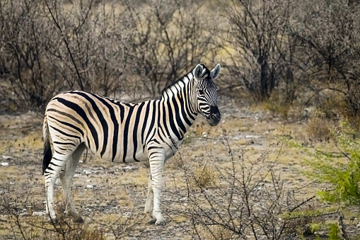 one Zebra looking at camera in the wild, Namibia
