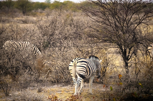 dazzle of zebra  in the wild, Namibia national park