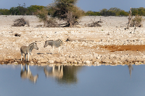 Vibrant waterhole infant of our camp In Hwange with Giraffe, Zebras and Elephants