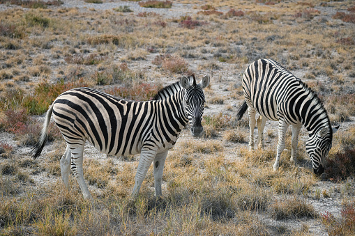 two zebra  eating grasses in the wild, Namibia national park