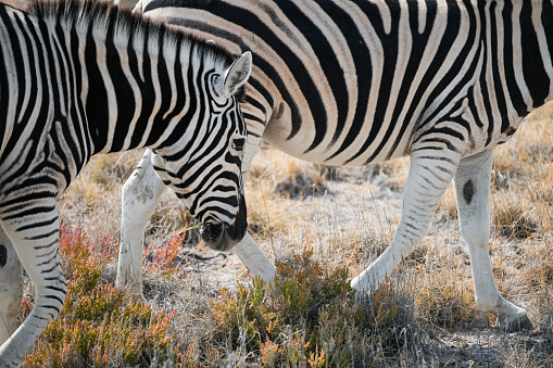 Zebra on safari in Kenia and Tanzania