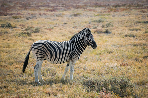 Zebra , isolated on white
