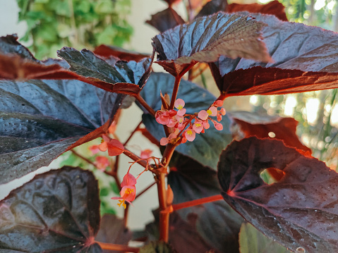 The Begonia coccinea plant has red leaves and various other colors with a rough leaf texture