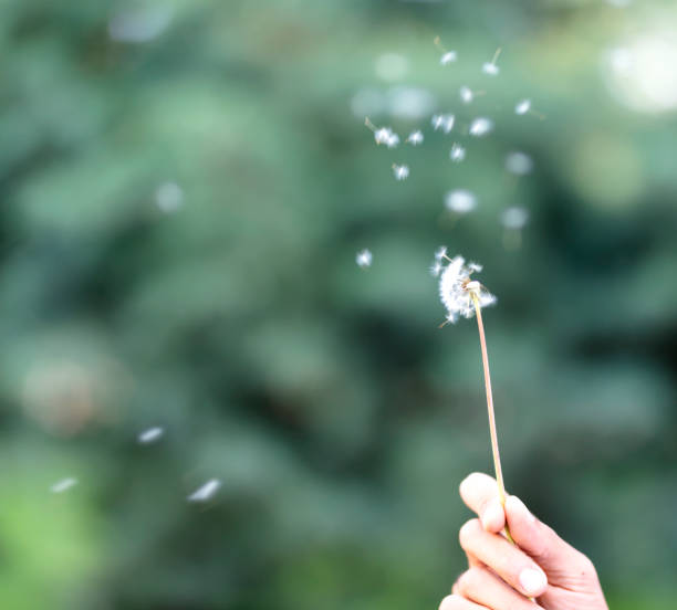 istock Flying seeds of dandelion 1619858994