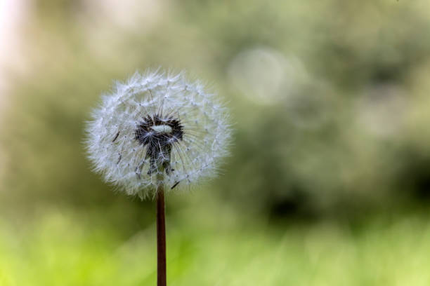 Beautiful wild growing flower seed dandelion on background meadow