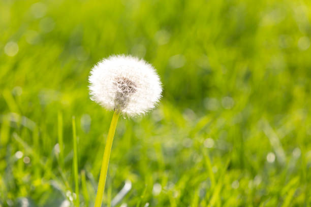 Beautiful wild growing flower seed dandelion on background meadow