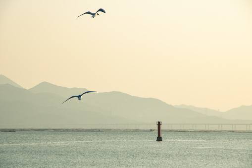 Seagulls flying in the ocean sunset, in front of the cross-sea bridge