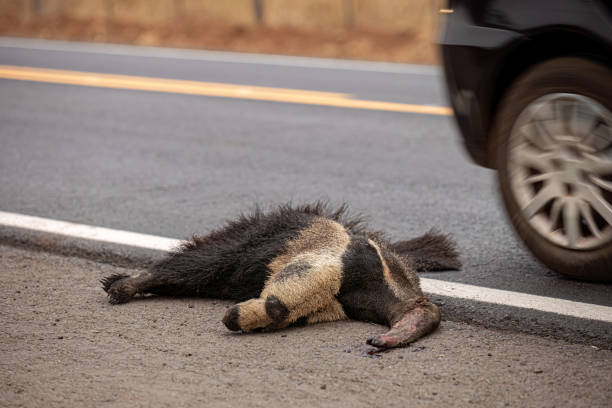 istock Giant anteater run over 1619895946