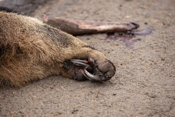 istock Giant anteater run over with paws burnt by fire 1619900631