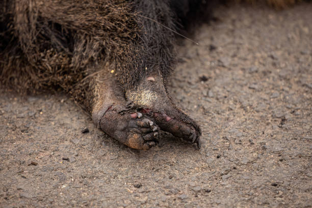 Giant anteater run over with paws burnt by fire illustrative of the theme of running over fauna for awareness purposes campaigns