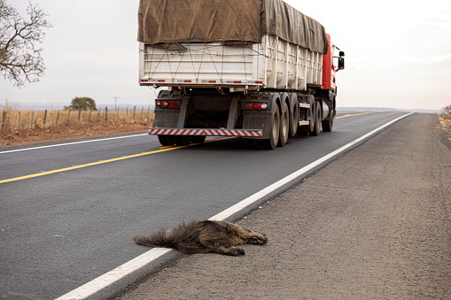 Giant anteater run over illustrative of the themes running over fauna or running over wild animals for awareness purposes campaigns