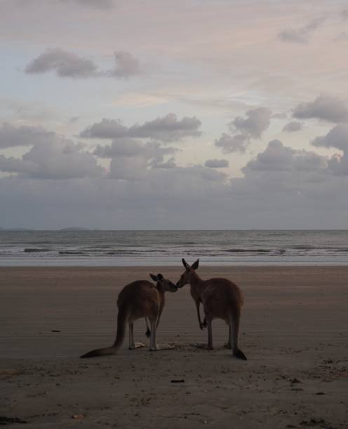 istock two eastern grey kangaroos (macropus giganteus), native australian marsupial, seemingly kissing on the beach at sunrise at cape hillsborough, queensland, australia 1619932022