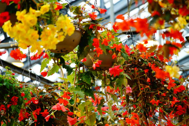 istock Beautiful flowers grown in a greenhouse 1619951657
