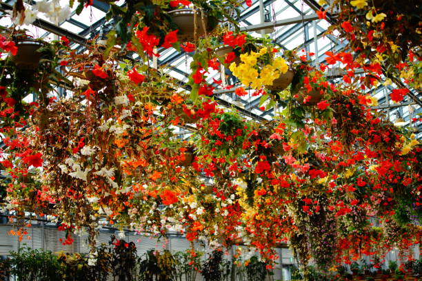 istock Beautiful flowers grown in a greenhouse 1619951676