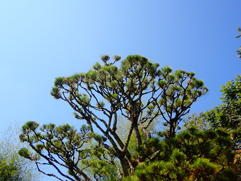 Japanese black pine (Pinus thunbergii) and clear blue sky