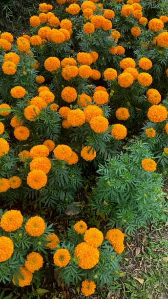 istock Vibrant orange Marigold flowers 1619972278