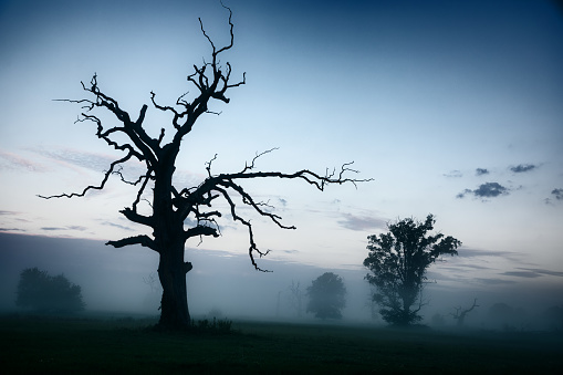 Dark Oak Trees in the Fog