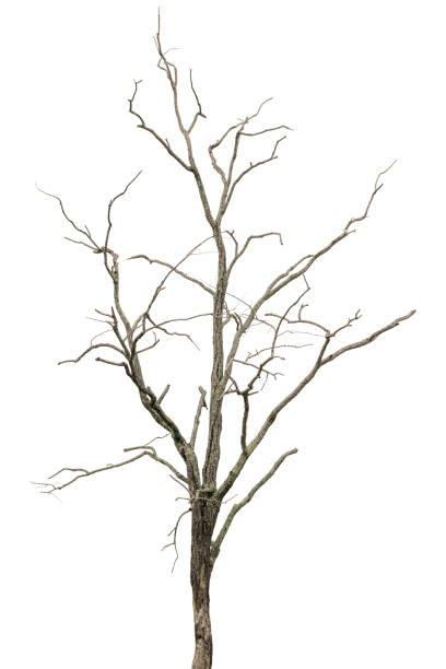 istock dry dead trees in autumn isolated on white background 1619991376