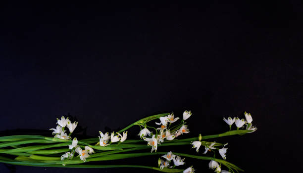 istock Flat Lay, postcard for death, funeral. White snowdrop flowers on black background 1620034207