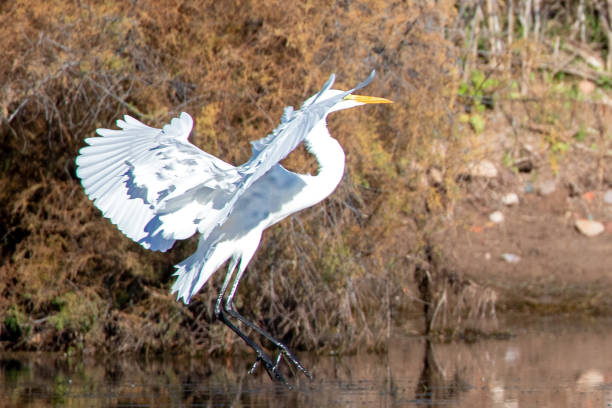 White Egret flying and landing in the Salt River near Mesa Arizona United States stock photo