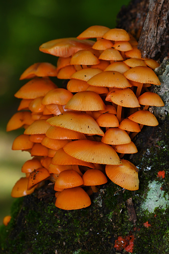 Vertical of orange mycena mushrooms (Mycena leaiana) on a tree trunk in the Connecticut woods, summer