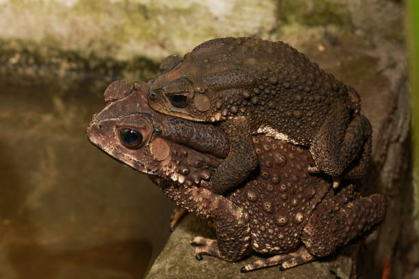 couple rapproché crapaud en saison de reproduction comme fond naturel. concept animal. - common toad photos et images de collection