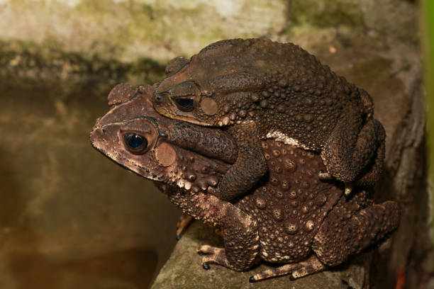 coppia di primo piano rospo nella stagione riproduttiva come sfondo naturale. concetto animale. - common toad foto e immagini stock