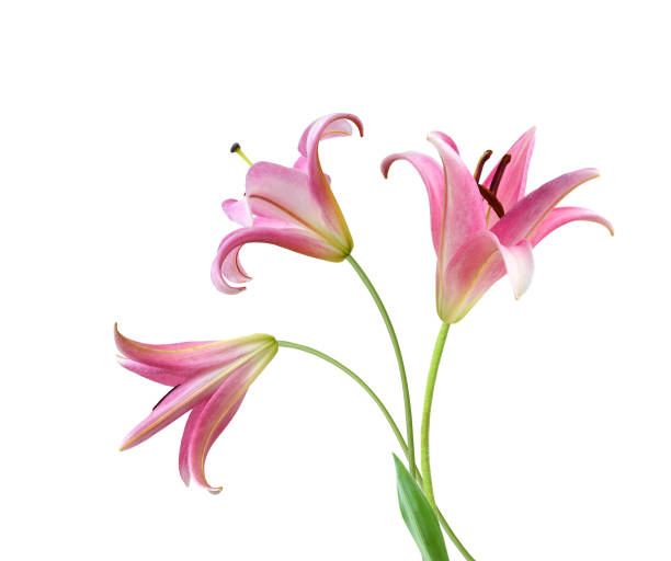 istock Lily flower isolated on white background 1620050820