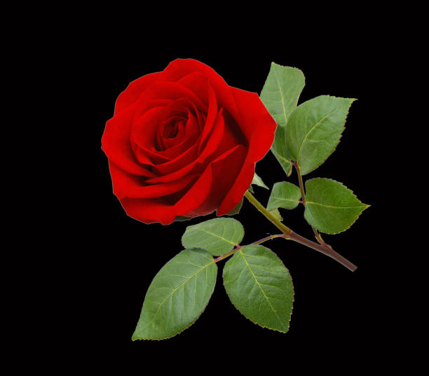 istock Bunch of rosy roses isolated on black background 1620051083