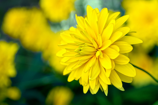 Yellow flower of Rudbeckia close-up. Bright yellow bud of Rudbeckia.