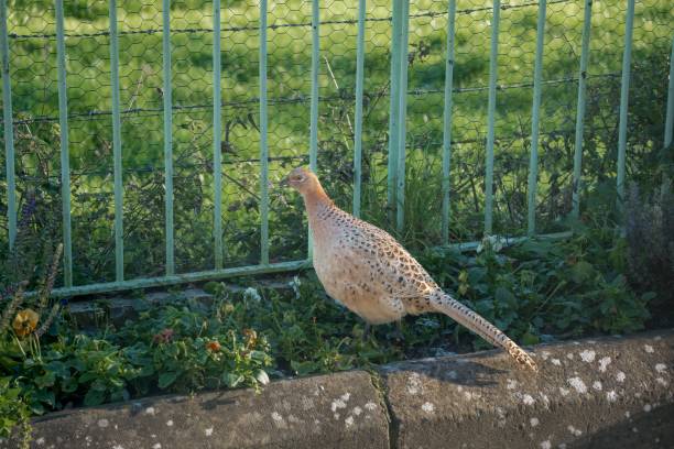 istock Majestic female pheasant (Phasianus colchicus) in a secure enclosure against lush green grass 1620063902