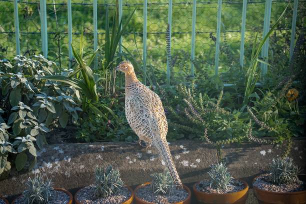 Majestic female pheasant (Phasianus colchicus) in a secure enclosure against lush green grass