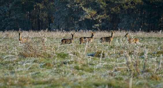 A large herd of Wild Roe Deer (Capreolus capreolus) running across a vibrant green meadow