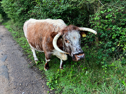 Long horn cattle in Epping Forest