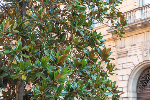 Green leaves of the Magnolia Grandiflora tree in the city of Rome, Italy.