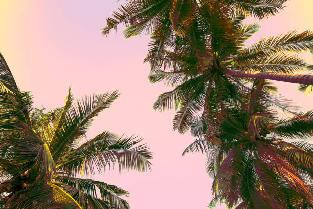 istock Beautiful coconut palm tree forest in sunshine day clear sky background. 1620076977
